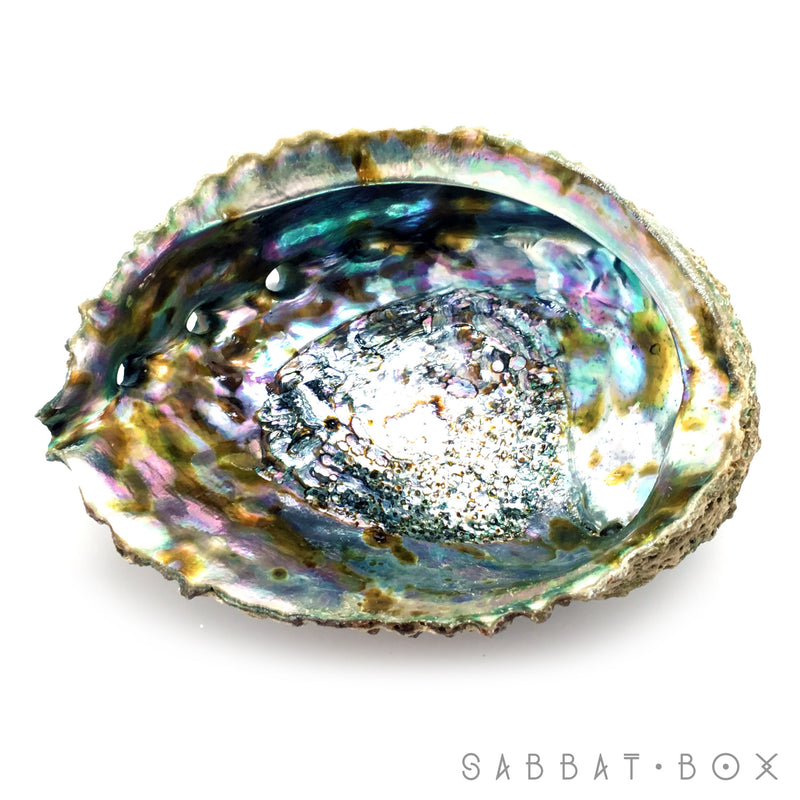 Abalone Shell Ritual Offering Bowl/Incense Burner
